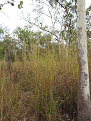 Andropogon gayanus