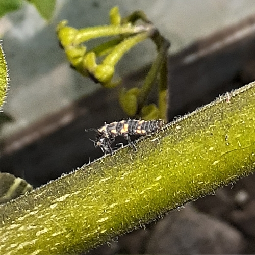 photo of Spotless Lady Beetle (Cycloneda sanguinea)