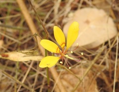Cleome tetrandra