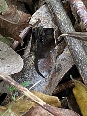 Sphaerodactylus grandisquamis