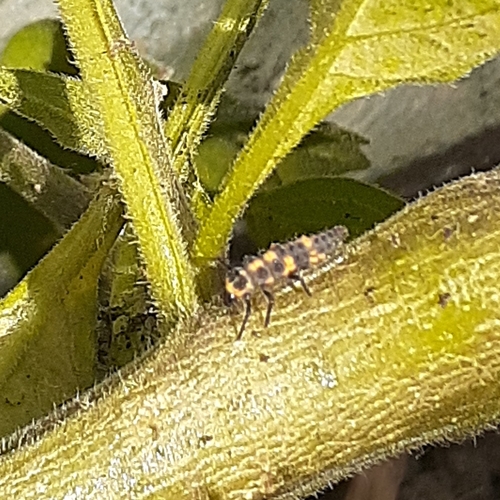 photo of Spotless Lady Beetle (Cycloneda sanguinea)