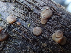 Adelphella babingtonii