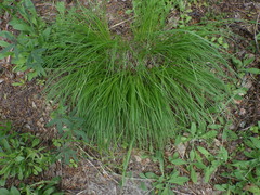 Carex montana