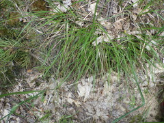 Carex ericetorum