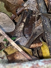 Sphaerodactylus grandisquamis