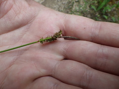 Carex ericetorum
