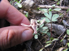 Dicentra uniflora