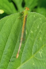 Ceriagrion coromandelianum
