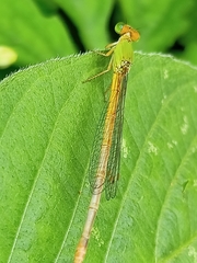Ceriagrion coromandelianum