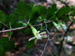 Ribes formosanum