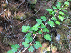 Ribes formosanum
