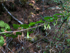 Ribes formosanum