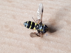 Xanthogramma pedissequum