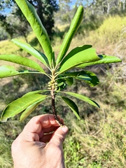 Planchonella pohlmaniana