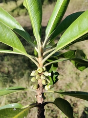 Planchonella pohlmaniana