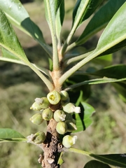 Planchonella pohlmaniana