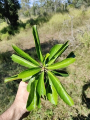 Planchonella pohlmaniana