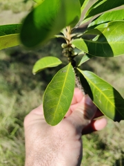 Planchonella pohlmaniana