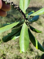 Planchonella pohlmaniana