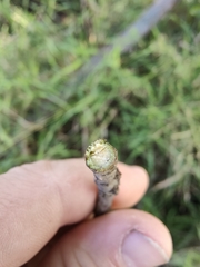 Planchonella pohlmaniana