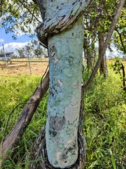 Planchonella pohlmaniana