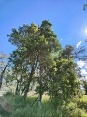 Planchonella pohlmaniana