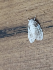 Schistophleps bipuncta