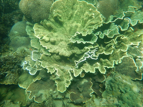 Photo of Lesser valley coral (Turbinaria mesenterina)