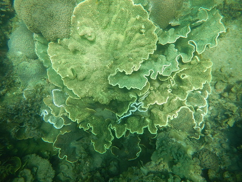 Photo of Lesser valley coral (Turbinaria mesenterina)