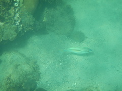 Scolopsis monogramma