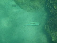 Scolopsis monogramma