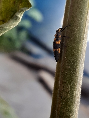 photo of Spotless Lady Beetle (Cycloneda sanguinea)