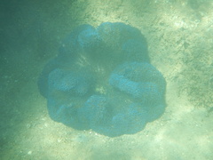 Stichodactyla gigantea