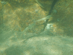 Valenciennea muralis