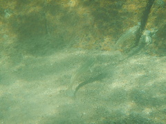 Valenciennea muralis