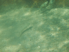 Valenciennea muralis