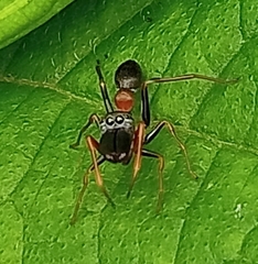 Myrmarachne melanocephala