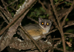 Senegal Bushbaby photo 2