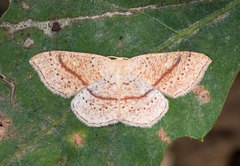 Cyclophora quercimontaria