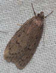 Garrha repandula