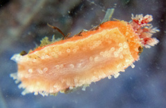 Lissothuria nutriens