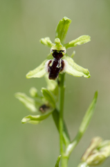 Ophrys sphegodes sphegodes