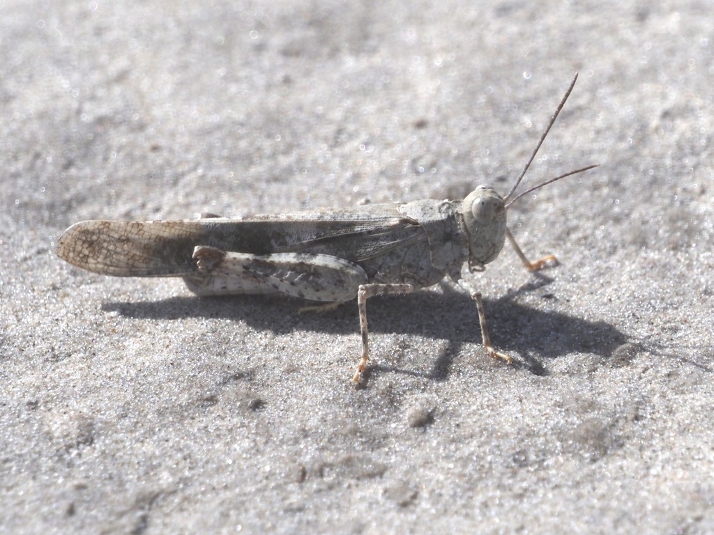 Gulf Dune Grasshopper