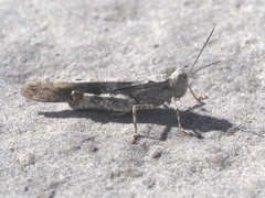 Trimerotropis schaefferi