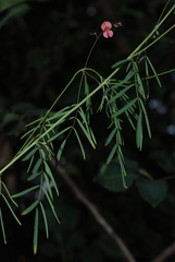 Indigofera filipes
