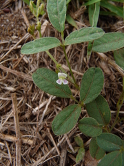 Teramnus labialis labialis