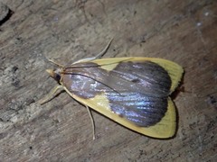 Prooedema inscisalis