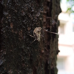 Fulgoromorpha
