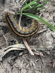 Malacosoma alpicolum