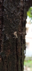 Fulgoromorpha